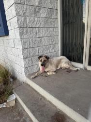 Found/Stray Female Dog last seen Glenoaks & sheldon, Los Angeles, CA 91352
