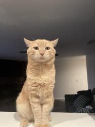 Lost Male Cat last seen 7th and 11th street, Hesperia, CA 92345