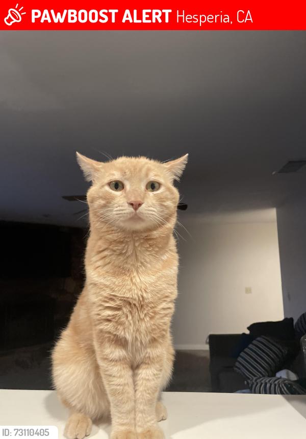 Lost Male Cat last seen 7th and 11th street, Hesperia, CA 92345