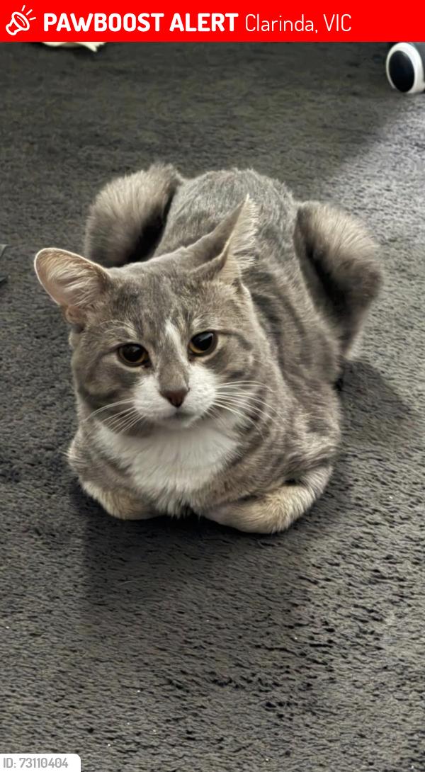 Lost Male Cat last seen Near Poulter Crescent, Clarinda VIC 3169, Clarinda, VIC 3169