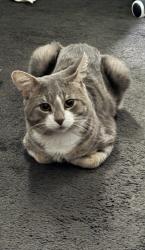 Lost Male Cat last seen Near Poulter Crescent, Clarinda VIC 3169, Clarinda, VIC 3169