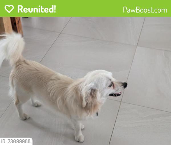 Reunited Male Dog last seen School road and Cashmere street, Redbank Plains, QLD 4301