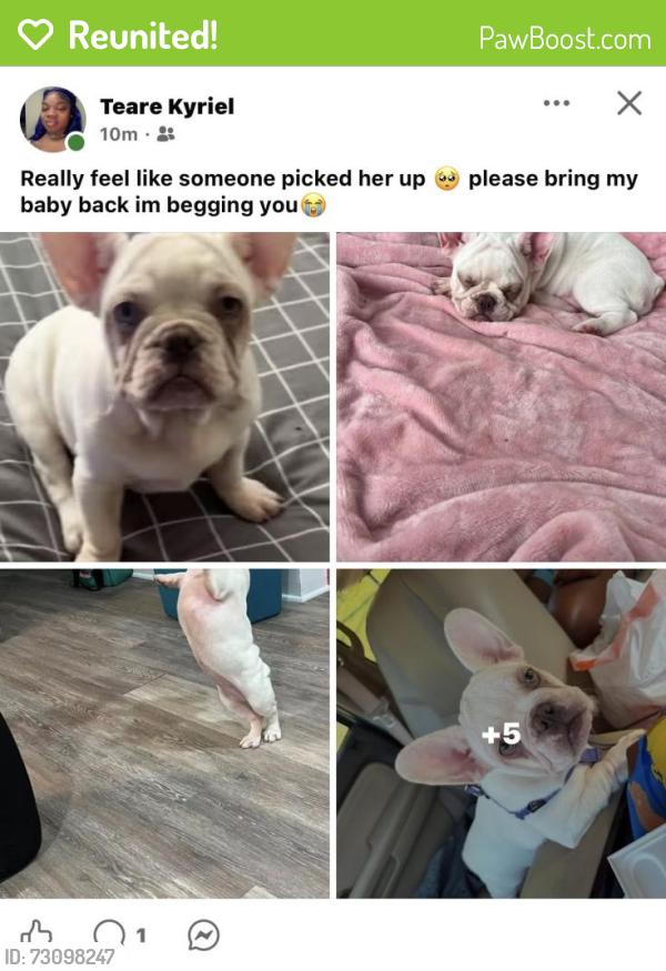 Reunited Female Dog last seen Midway ave / Glenway / Queen City, Cincinnati, OH 45238