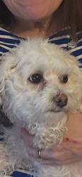 Reunited Female Dog last seen Near Portland ave, Minneapolis, MN 55407