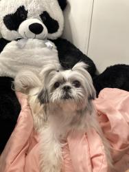 Reunited Female Dog last seen Near Altidore Dr, Austin, TX 78744, USA, Austin, TX 78744