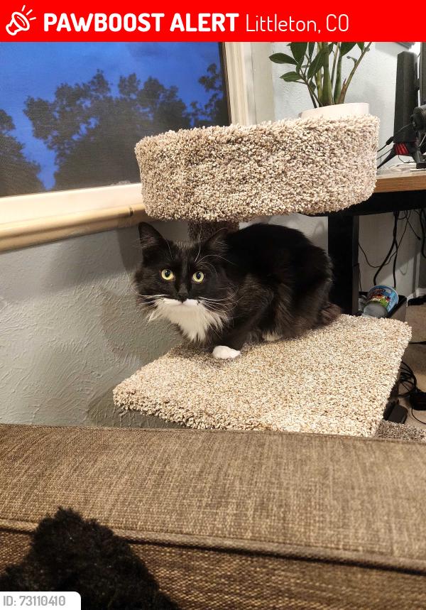 Lost Male Cat last seen W ken Carel S pierce, Littleton, CO 80128