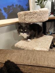 Lost Male Cat last seen W ken Carel S pierce, Littleton, CO 80128