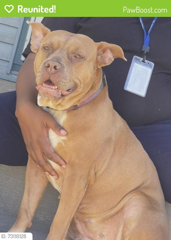Reunited Female Dog last seen Locust St. and Hohman Ave., Hammond, IN 46324