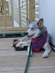 Reunited Female Dog last seen Ohio Street, Tennessee street, Gary, IN 46409