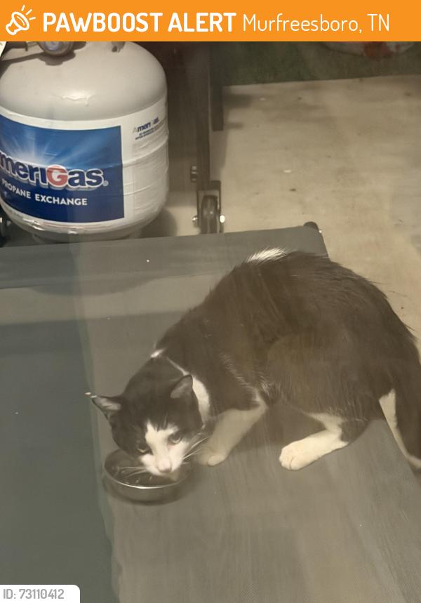 Found/Stray Unknown Cat last seen Joe b Jackson Murfreesboro TN, Murfreesboro, TN 37127