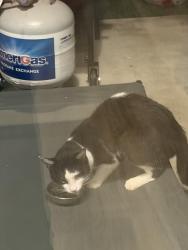 Found/Stray Unknown Cat last seen Joe b Jackson Murfreesboro TN, Murfreesboro, TN 37127