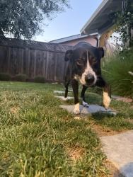 Reunited Male Dog last seen Fontanelle Dr and Fullerton Dr, San Jose, CA 95111