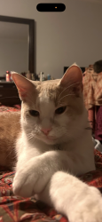 Lost Male Cat last seen Gentryside, Houston, TX 77077