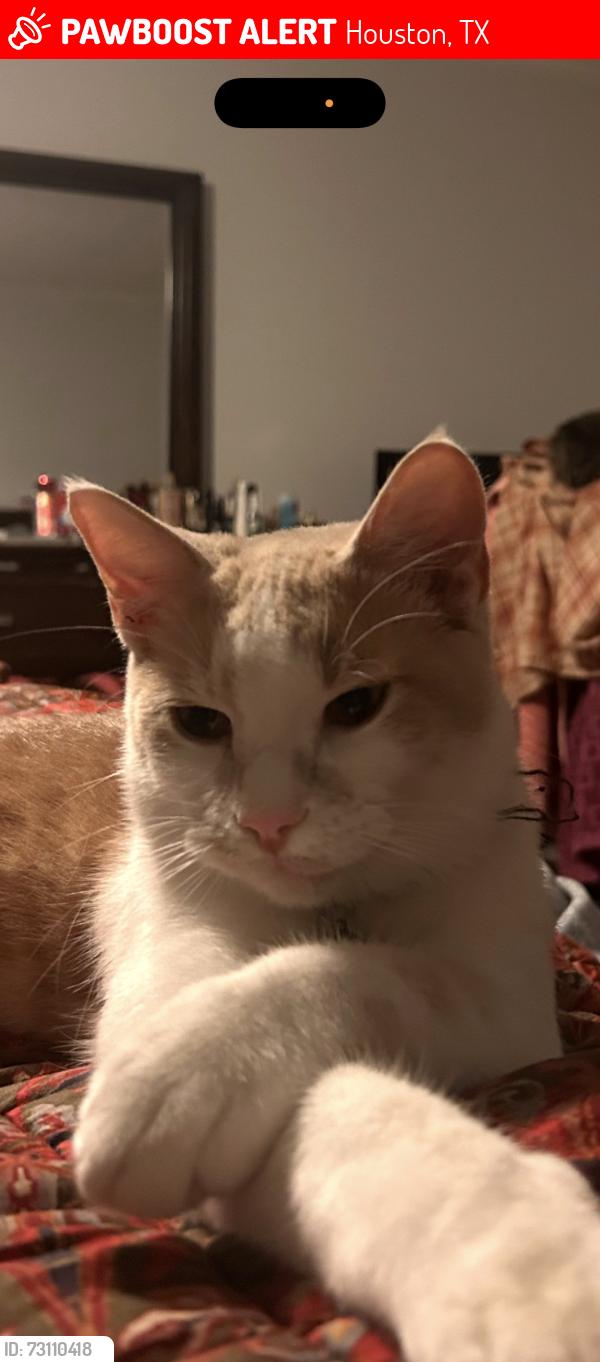 Lost Male Cat last seen Gentryside, Houston, TX 77077
