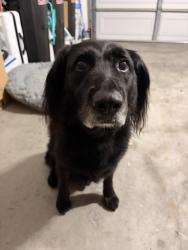 Found/Stray Male Dog last seen Compass point dr n, San Diego, CA 92126