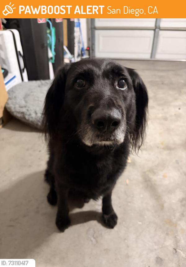 Found/Stray Male Dog last seen Compass point dr n, San Diego, CA 92126