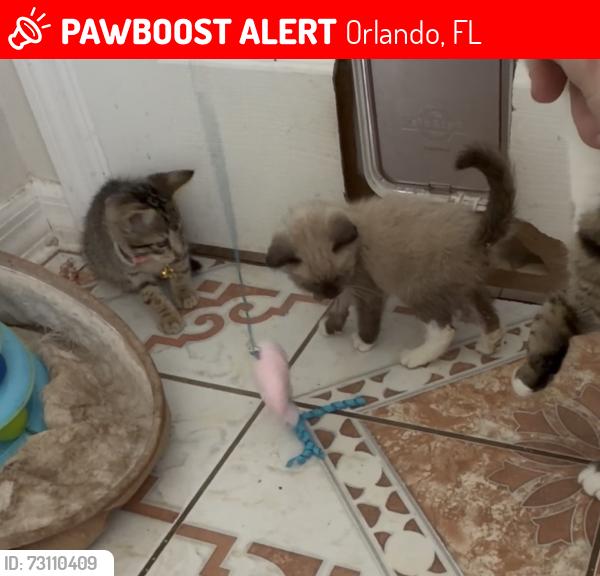 Lost Female Cat last seen Country Run Pkwy and Dressage Drive, Orlando, FL 32818