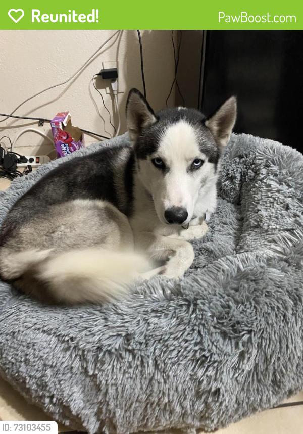 Reunited Male Dog last seen Near N Exeter St, Chandler, AZ 85225, USA, Chandler, AZ 85225