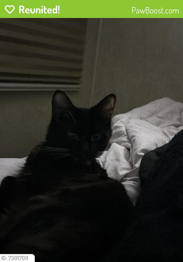 Reunited Female Cat last seen Oak meadow, Granbury, TX 76048