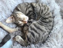 Reunited Male Cat last seen between Trescony St and Acadia, Santa Cruz, CA 95060