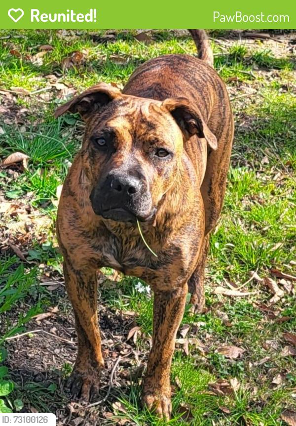 Reunited Female Dog last seen Neighborhood Hillcrest off 273. DE Md line, Elkton, MD 21921