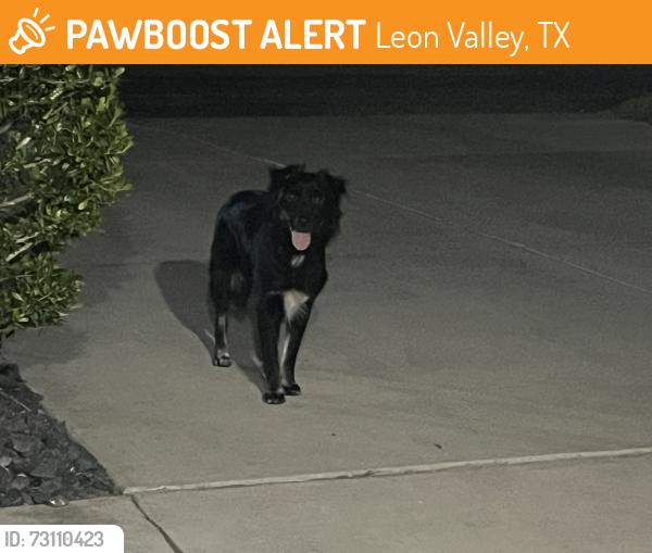 Found/Stray Unknown Dog last seen Crystal Moon, Leon Valley, TX 78238