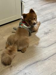 Reunited Male Dog last seen Tower and colfax, Aurora, CO 80011