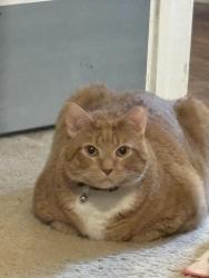 Reunited Male Cat last seen Near Amar Drive, Conroe, TX 77303