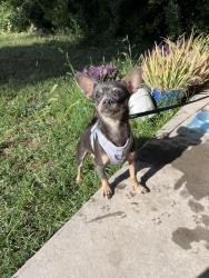 Lost Female Dog last seen Ingram and locust, Fresno, CA 93650