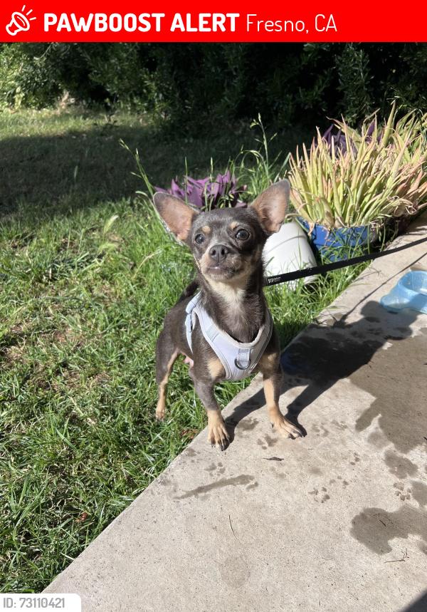 Lost Female Dog last seen Ingram and locust, Fresno, CA 93650