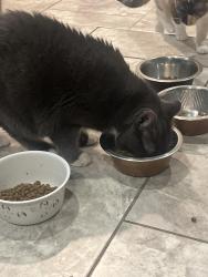 Reunited Male Cat last seen 23rd street alley way, Zephyrhills, FL 33542