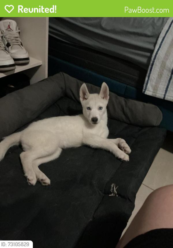 Reunited Male Dog last seen Near sw 10th ave 33130, Miami, FL 33130