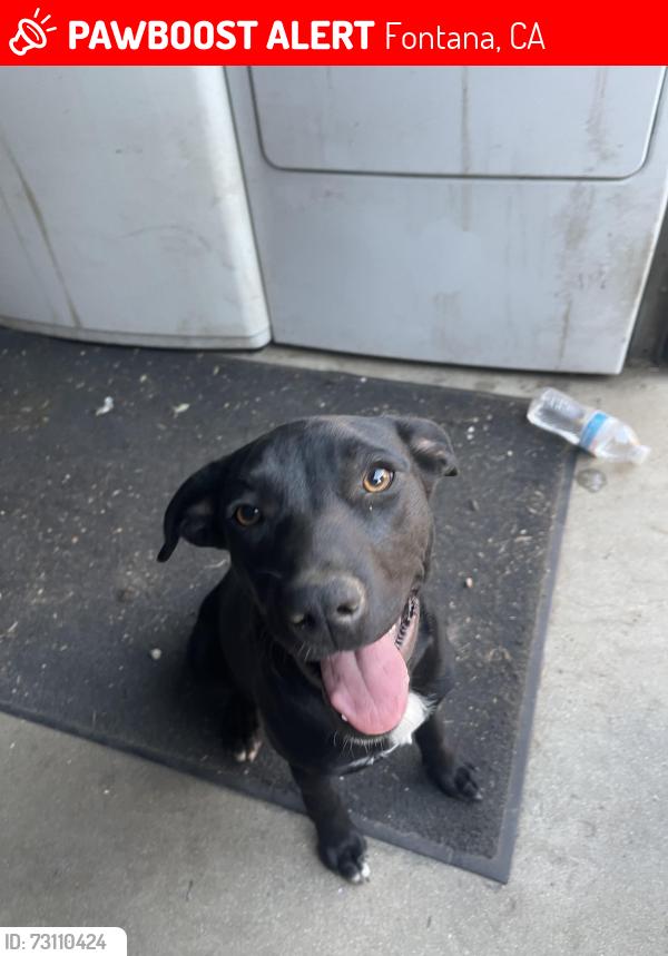 Lost Female Dog last seen Locust & marygold, Fontana, CA 92376