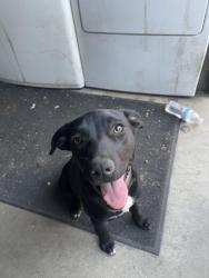 Lost Female Dog last seen Locust & marygold, Fontana, CA 92376