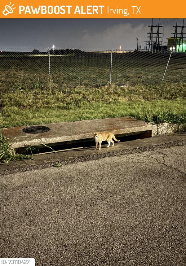 Found/Stray Unknown Cat last seen Polaris Dr, Irving, TX 75038