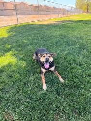 Reunited Female Dog last seen Sourwood drive, Dalton, GA 30720
