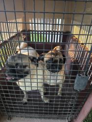 Reunited Male Dog last seen Meadowview and Kost, Galt, CA 95632