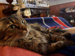 Lost Female Cat last seen Our backyard…, Thousand Oaks, CA 91360