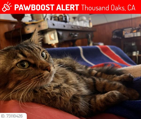 Lost Female Cat last seen Our backyard…, Thousand Oaks, CA 91360