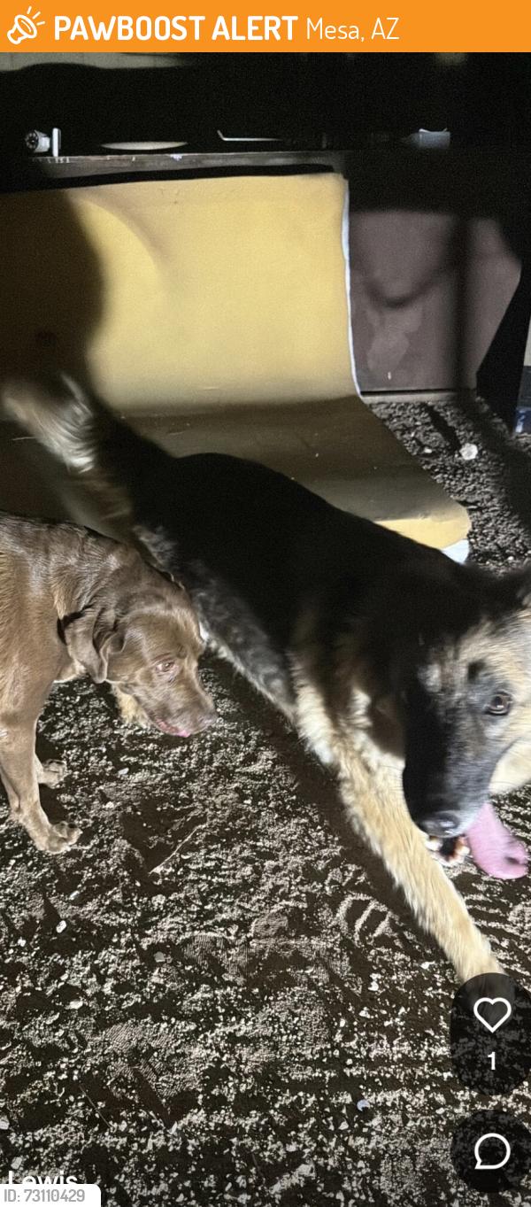 Found/Stray Female Dog last seen Power Rd. and McDowell, Mesa, AZ 85207