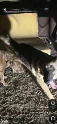 Found/Stray Female Dog last seen Power Rd. and McDowell, Mesa, AZ 85207