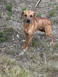 Found/Stray Unknown Dog last seen Bailey Ranch trail and neighborhood, Hayward, CA 94542