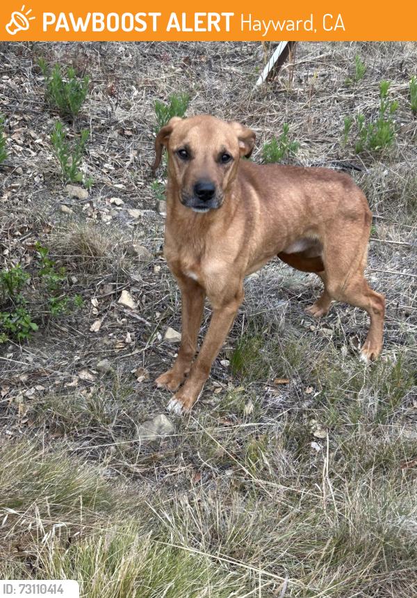 Found/Stray Unknown Dog last seen Bailey Ranch trail and neighborhood, Hayward, CA 94542
