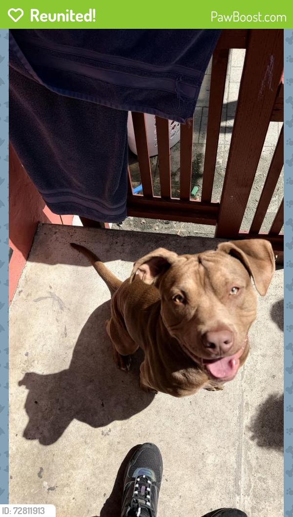 Reunited Male Dog last seen Hedding st, San Jose, CA 95112