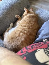 Reunited Male Cat last seen Near sw 142nd, Oklahoma City, OK 73170