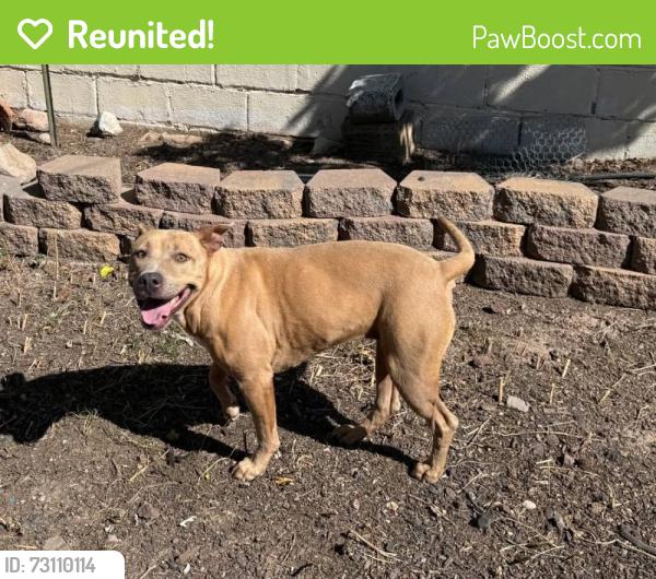 Reunited Unknown Dog last seen Weinrich Road, Las Cruces, NM 88007