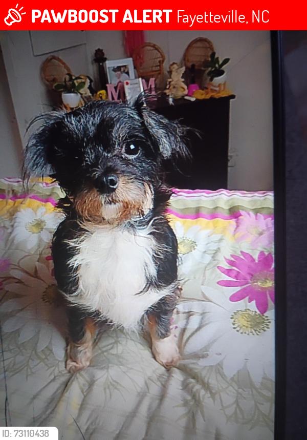 Lost Female Dog last seen Ramsey Street and Mullins avenue in Fayetteville North Carolina, Fayetteville, NC 28301