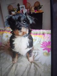 Lost Female Dog last seen Ramsey Street and Mullins avenue in Fayetteville North Carolina, Fayetteville, NC 28301