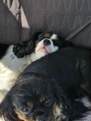 Reunited Male Dog last seen 23rd and Avenue O, Galveston, TX 77550