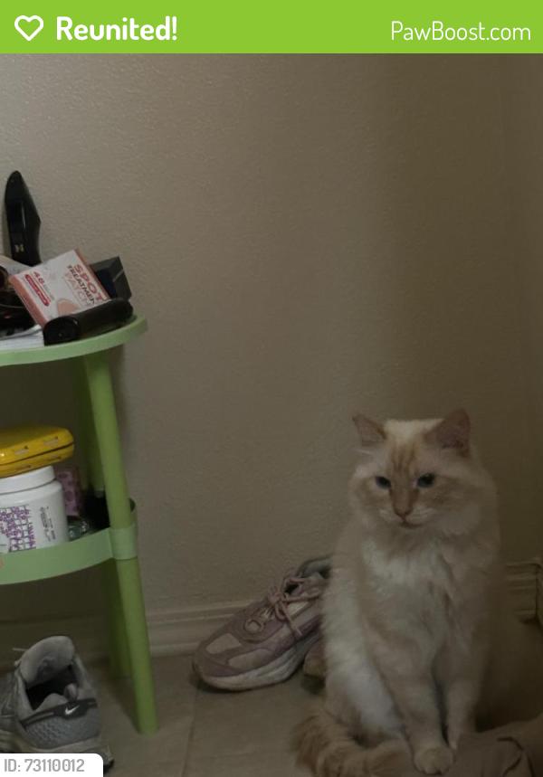 Reunited Male Cat last seen Del Norte, Victorville, CA 92395